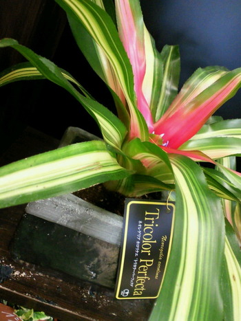 TROPICAL�ʿ�ʪ