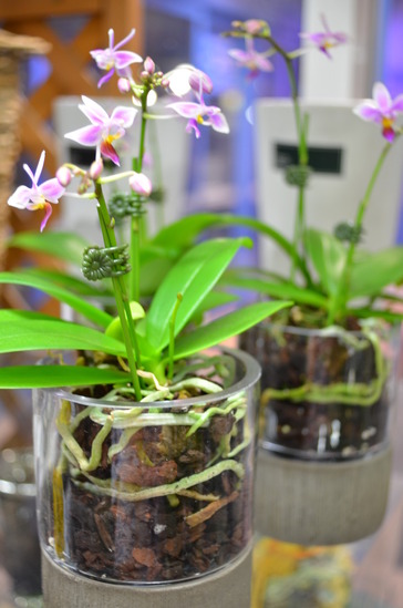 ���ä�����ĳ����