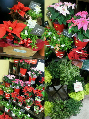 Merry��Christmas��?
