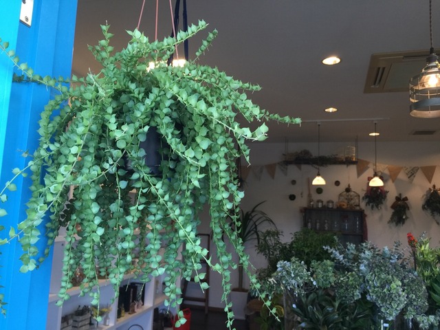 安城のお花屋さんhanadokei Flower Works Companyです 安城のお花屋さんhanadokei Flower Works Companyです