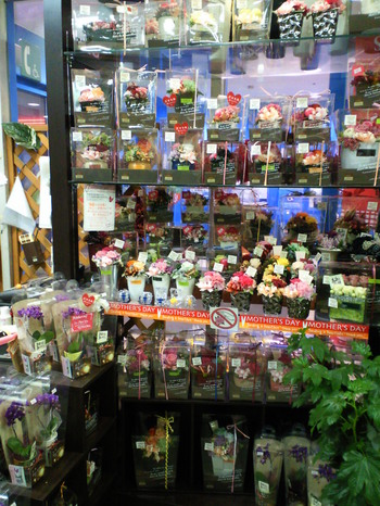 Mother'sday���ץꡡ�ץ�