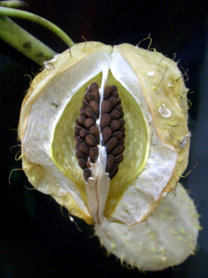 風船唐綿 はなどんやブログ Written By はなどんやアソシエ