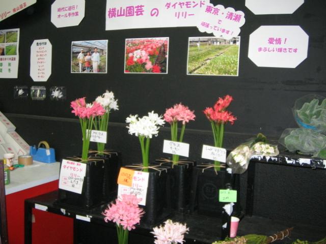 横山園芸さんちの優秀ダイヤモンドリリー はなどんやブログ Written By はなどんやアソシエ