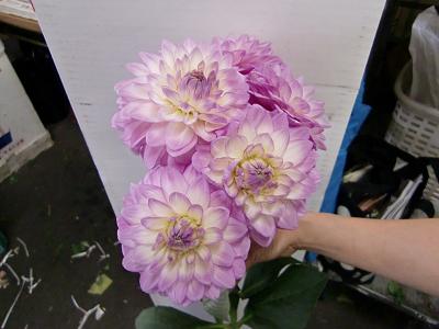 市場からこんにちは はなどんやブログ Written By はなどんやアソシエ