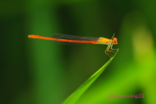 imc_a5d8d459b361dcc5d9f9d25d12c8d1f4217af0fb