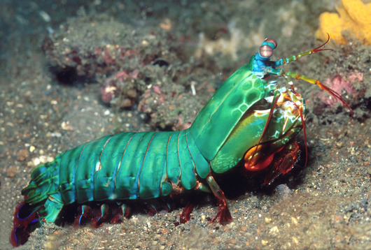 Peacock_clown_Mantis_Shrimp