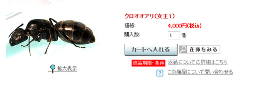 日本最大種!クロオオアリ