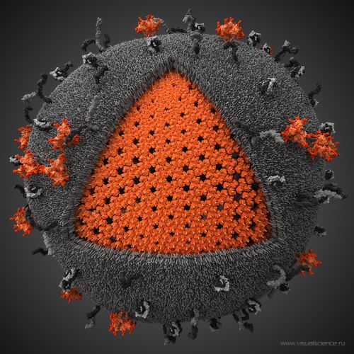 3d_model_hiv_03