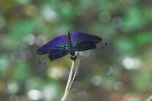 imc_e79e6266e59071d023fbbe5367f9286c88da2893