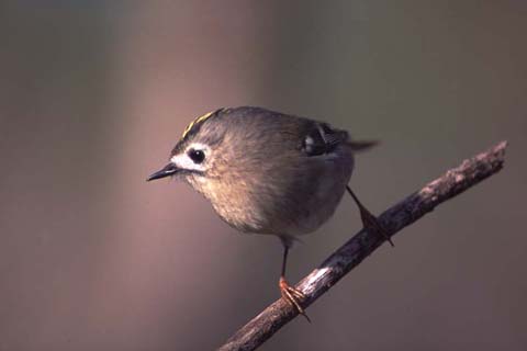Goldcrest021101-1