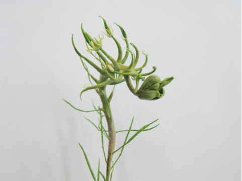 flower02