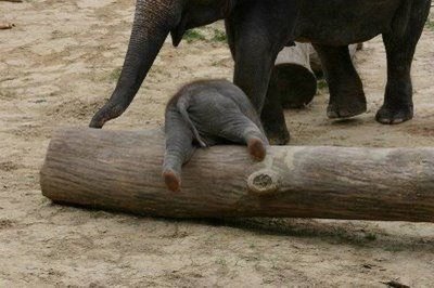 baby_elephant_conquers_log