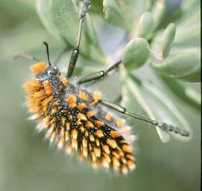 Julodis_viridipes