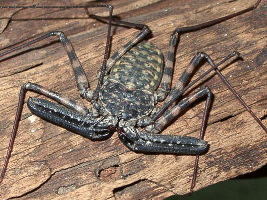 damon_varlegatus1