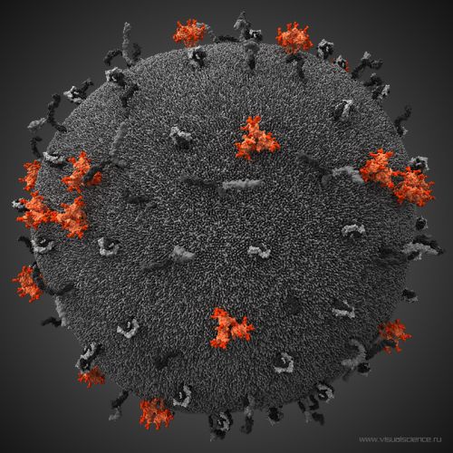 3d_model_hiv_02
