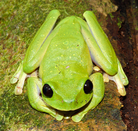 090325-01-new-frog-big-eyes_big
