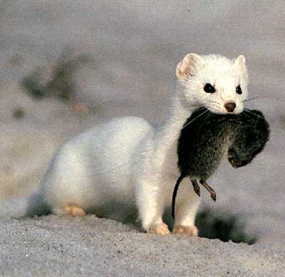 mustela_erminea2-400