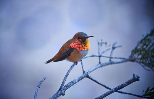 national_geographic_photo_contest_36