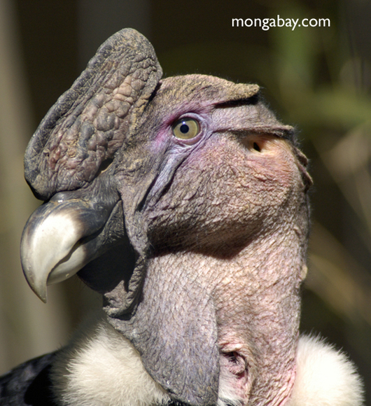 andean_vulture-2