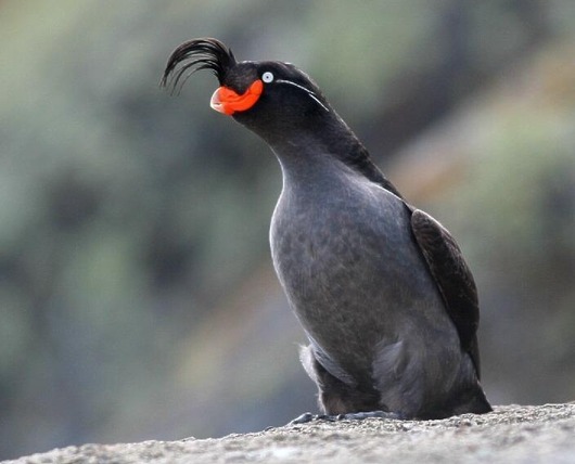 Crested_Auklet_6