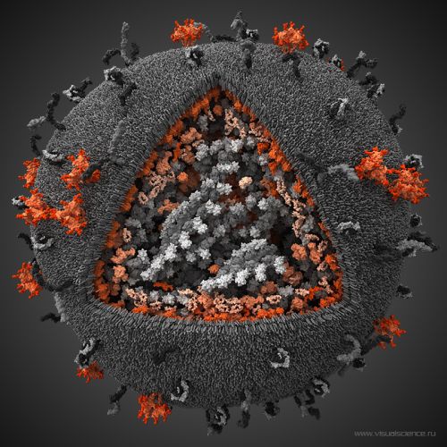 3d_model_hiv_04