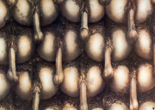 hr_giger_landscape_XX