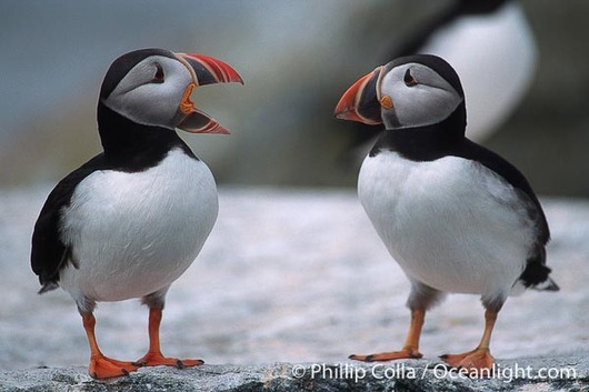 atlantic-puffin-machias-seal-island-photograph-03135-765208