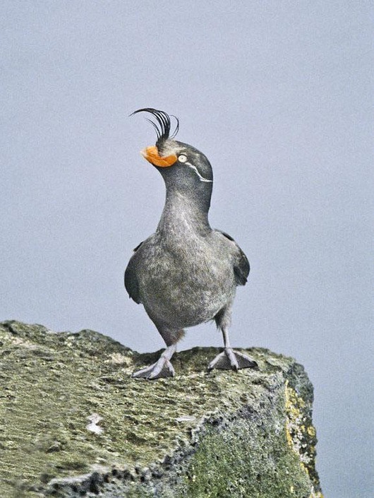 Crested_Auklet_13