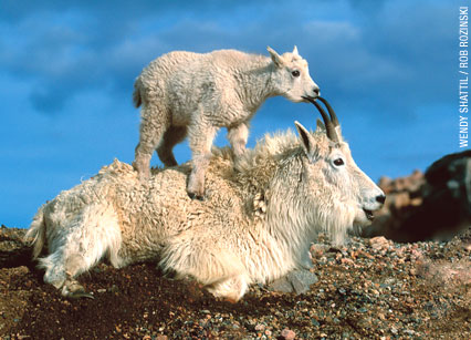 mountaingoat