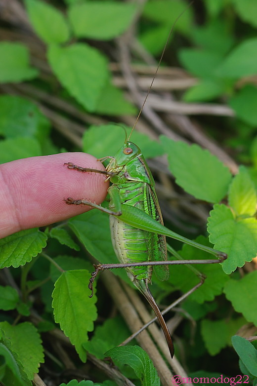 imc_ddb6fb98c56ef58d671bf83485556550dd9fb5ca