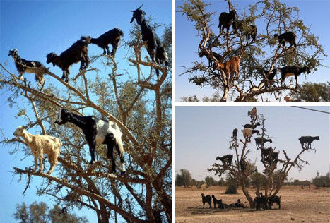 tree-climbing-goats