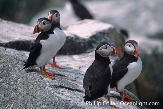 atlantic-puffin-machias-seal-island-photo-03140-896152