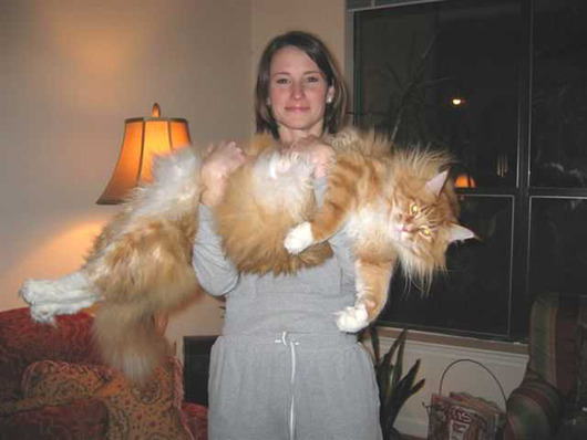 coonbig