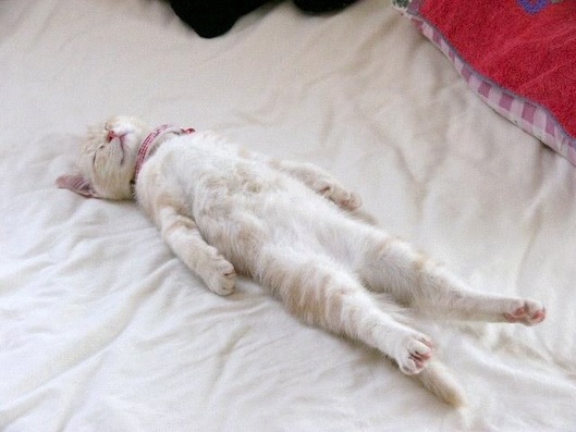 agpiZWViZWUyc2VlchQLEgxJbWFnZUFuZFRleHQYgOMbDA