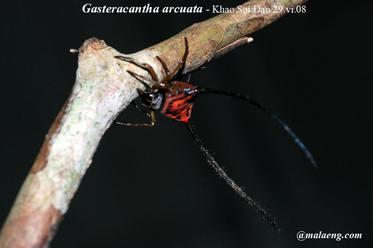 gasteracantha-arcuata3