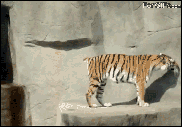 Bird_divebombs_tiger