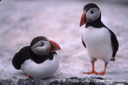 atlantic-puffin-machias-seal-island-picture-03133-172831