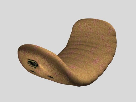 0dontogriphus_2010_02