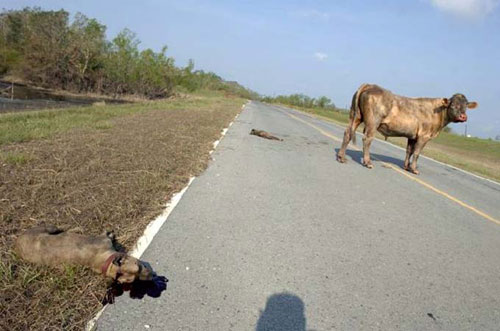 dogvscow4