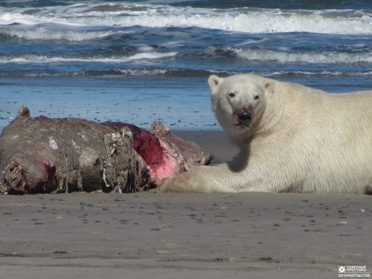 bears-7