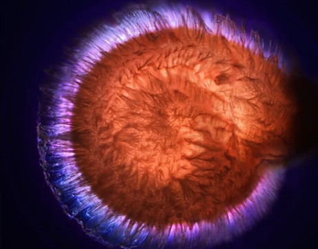 best-science-pictures-2010-scivis-tomato-seed-hair_32350_big