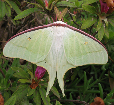 オオミズアオIMG_0123-thumb