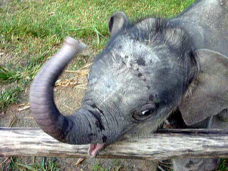 11daysbabyelephant3