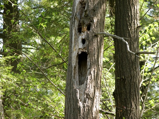 scary-tree