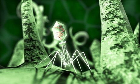 best-science-pictures-2010-scivis-horror-virus_32346_big