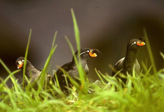 Crested_Auklet_14