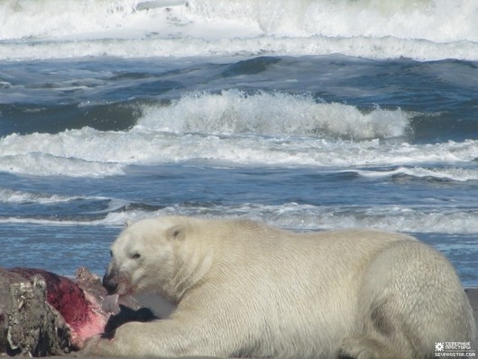 bears-12