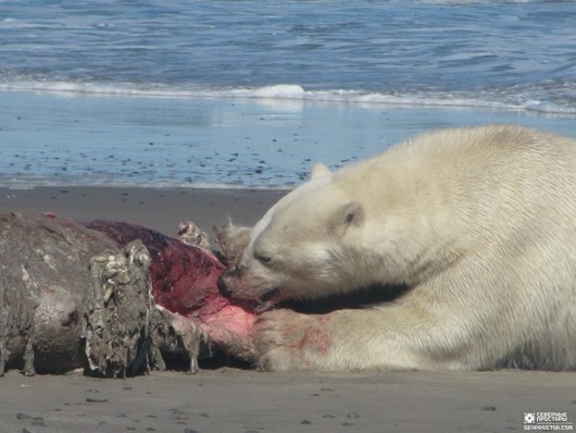 bears-14