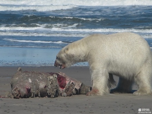 bears-13