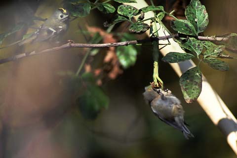 Goldcrest_preyed001103-2